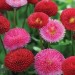 Daisy Bellis Promponette Mix - Image 2